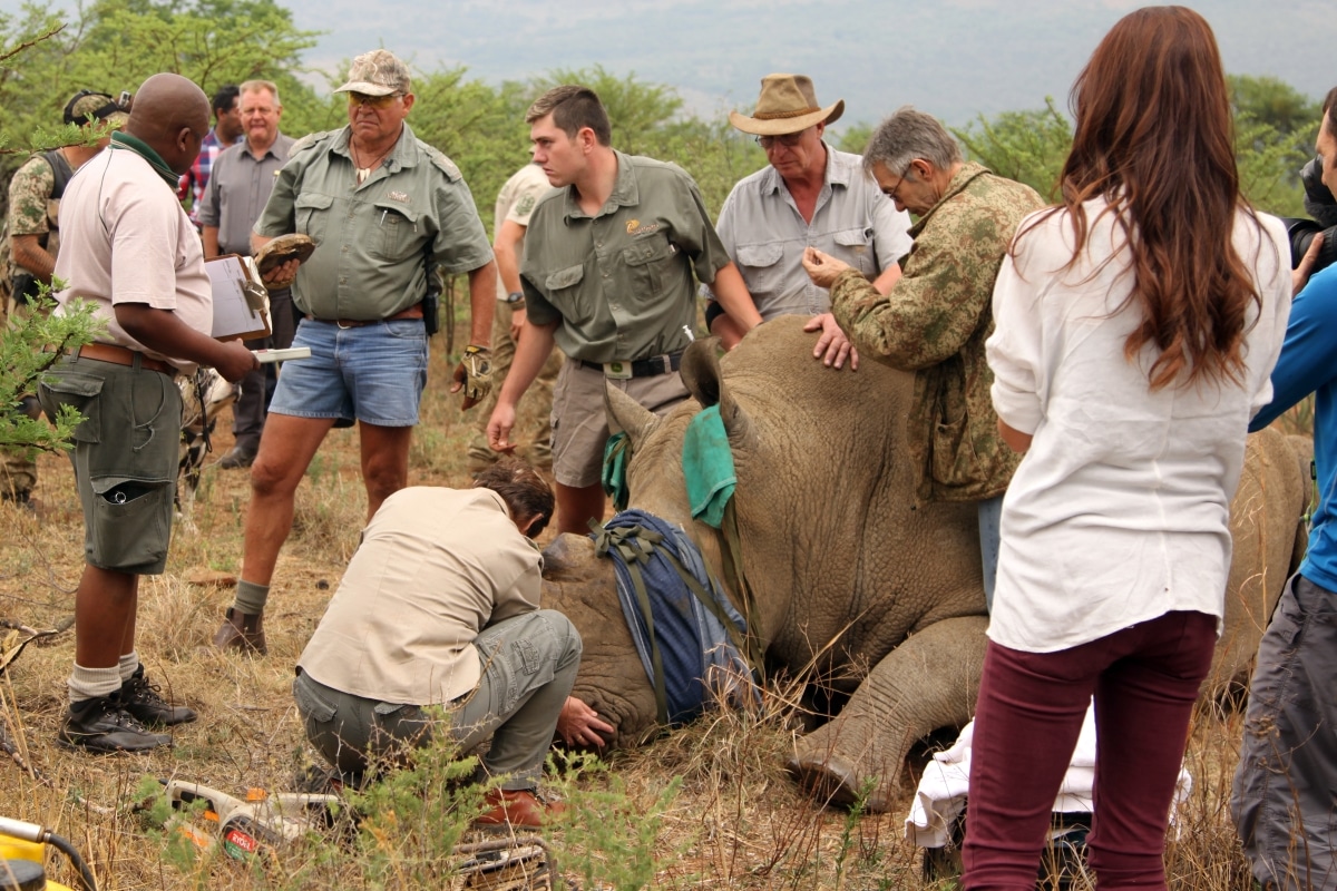 MAGALIESBERG, SOUTH AFRICA - October 14: Dehorning of rhinos in Askari Game Lodge