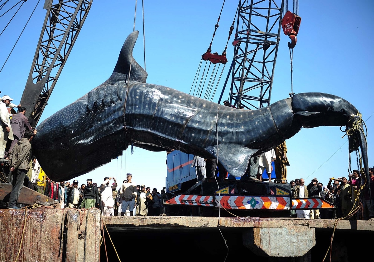 A heavy machinery shifts dead whale shark
