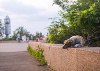 dog lying on a stone on the walk of fame in Odessa,Ukraine