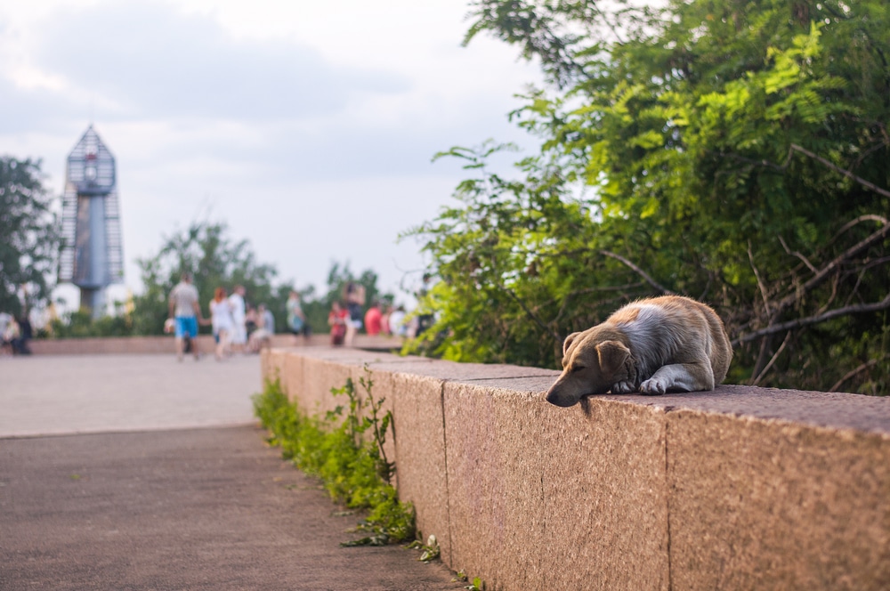 dog lying on a stone on the walk of fame in Odessa,Ukraine