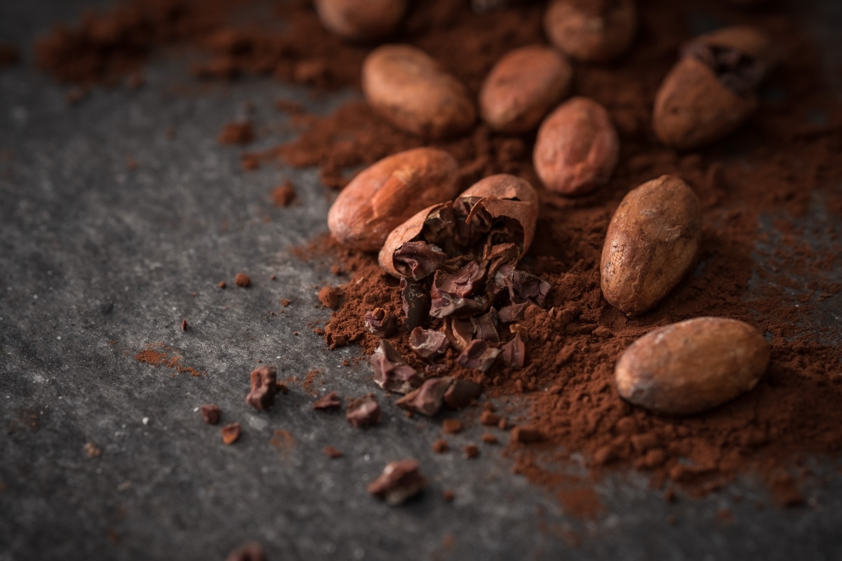 cacao beans and cacao powder on dark background Photo Formats