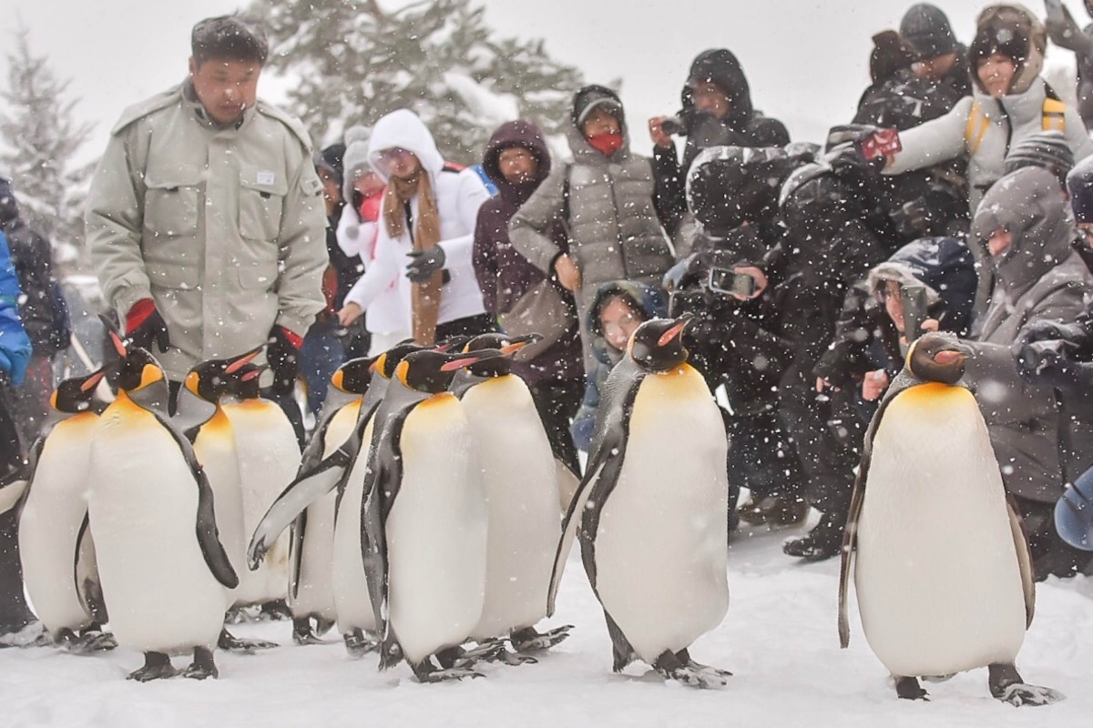 Hokkaido, Japan on 27 December 2018 - Penquins parade show in winter season