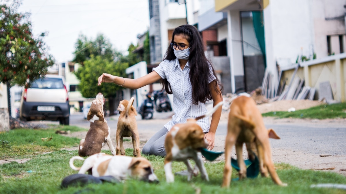 Young teenager girl playing with Indian street puppies in selective focus