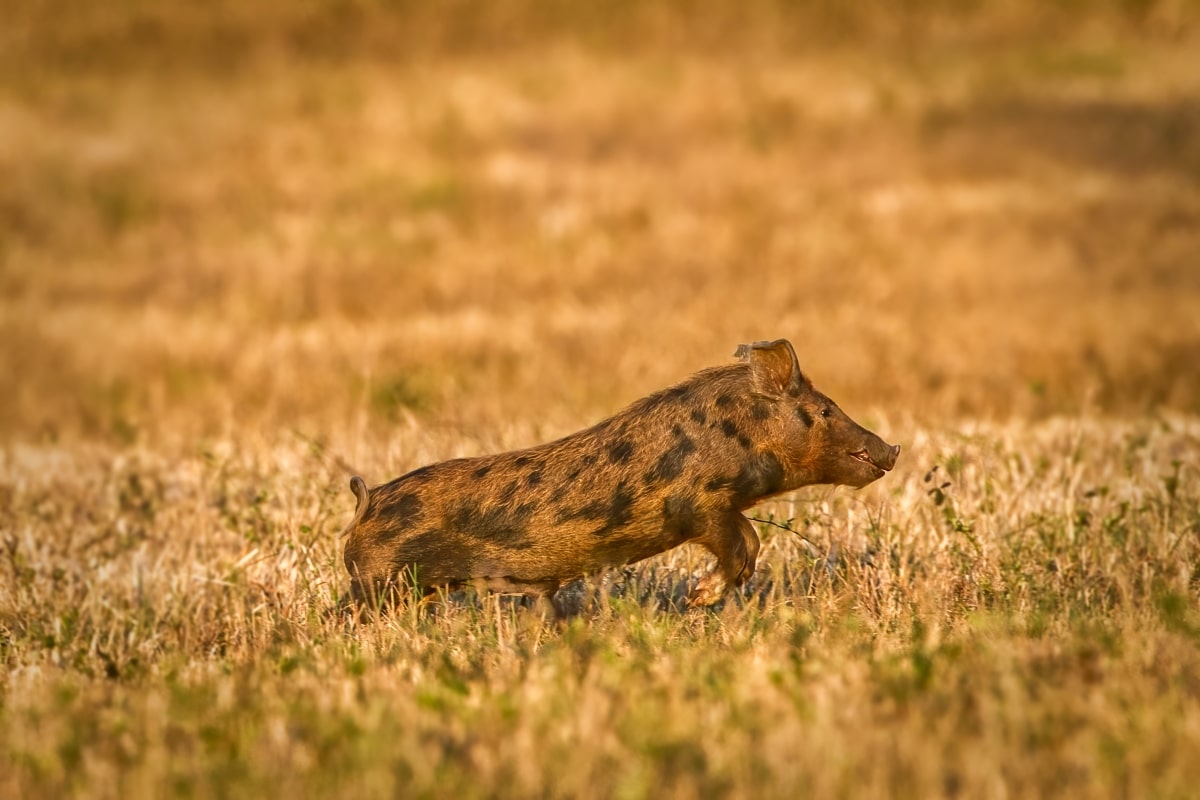 wild feral hog, pig or swine (sus scrofa) sow running in an open field in Florida , brown spotted young juvenile, evening light dry meadow in winter