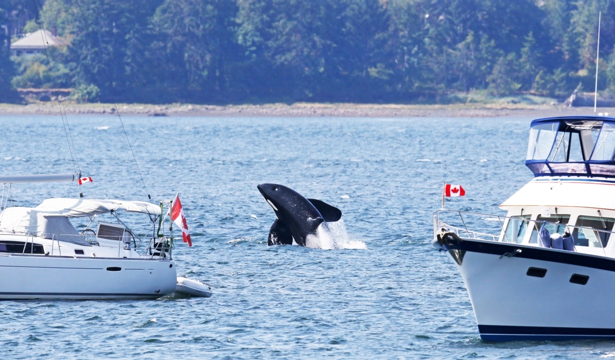 Orca Killer Whale Breaching between two Pleasure boats, close to shore. Vancouver Island, Canada