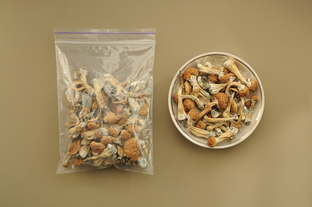 Psilocybin Psilocybe Cubensis mushrooms in a plastic bag and storage jar on brown soft background.