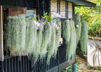 The ornamental hermit [spanish moss] is hanging.Thailand