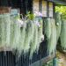 The ornamental hermit [spanish moss] is hanging.Thailand