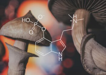 chemical formula of psilocybin on a blackboard Mushroom. Psilocybin mushroom. Close up Magic shroom. Psychedelic drug. Dry Psilocybe cubensis. Albino A strain.