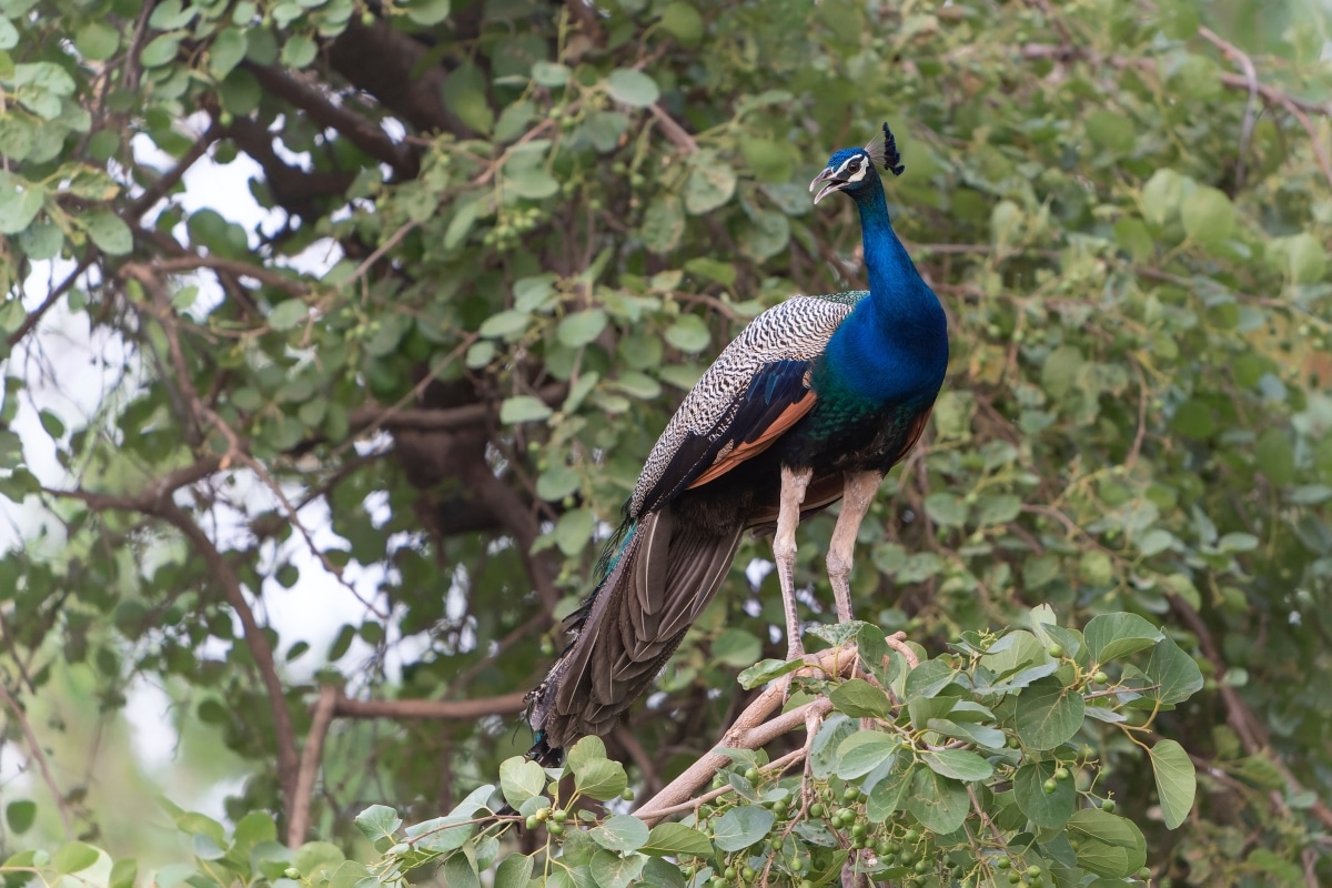Indian peafowl or male peacock (Pavo cristatus) on a branch in a forest at ranthambore national park India.