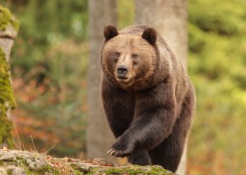 nice big female brown bear