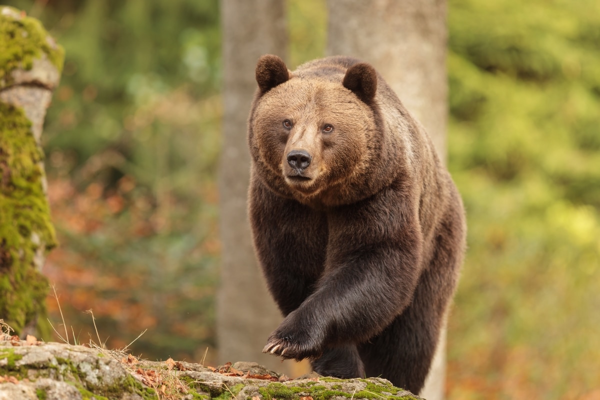 nice big female brown bear