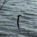 blurred photo of a branch peeping out of water resembling typical Loch Ness Monster picture
