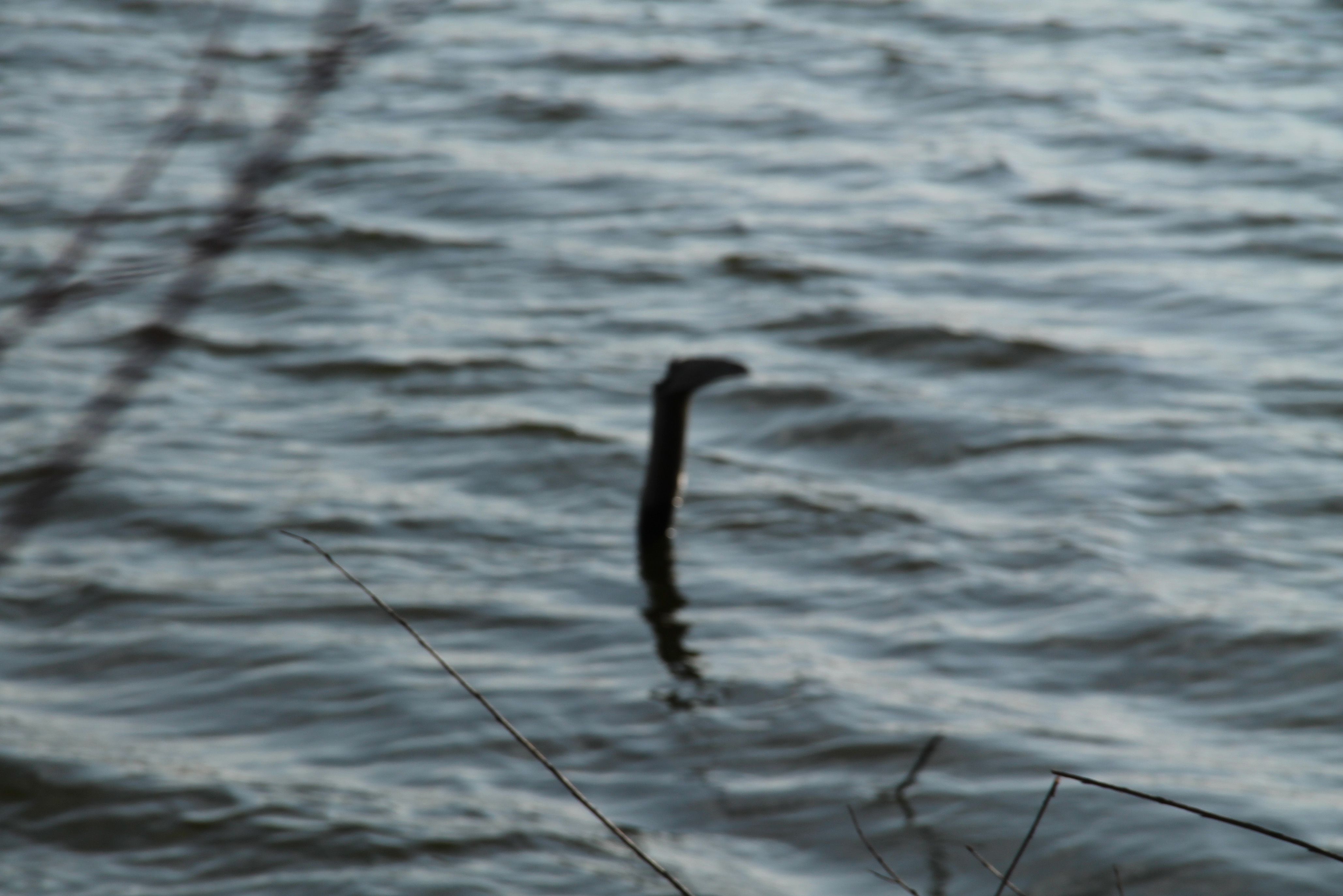 blurred photo of a branch peeping out of water resembling typical Loch Ness Monster picture