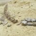 Whale skeleton in Wadi El Hitan (Valley of the Whales), paleontological site in the Faiyum Governorate of Egypt, some 150 km southwest of Cairo. It was designated a UNESCO World Heritage Sitein 2005