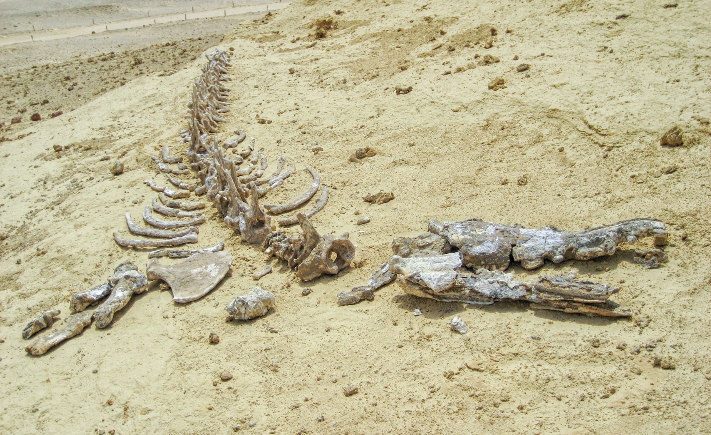 Whale skeleton in Wadi El Hitan (Valley of the Whales), paleontological site in the Faiyum Governorate of Egypt, some 150 km southwest of Cairo. It was designated a UNESCO World Heritage Sitein 2005