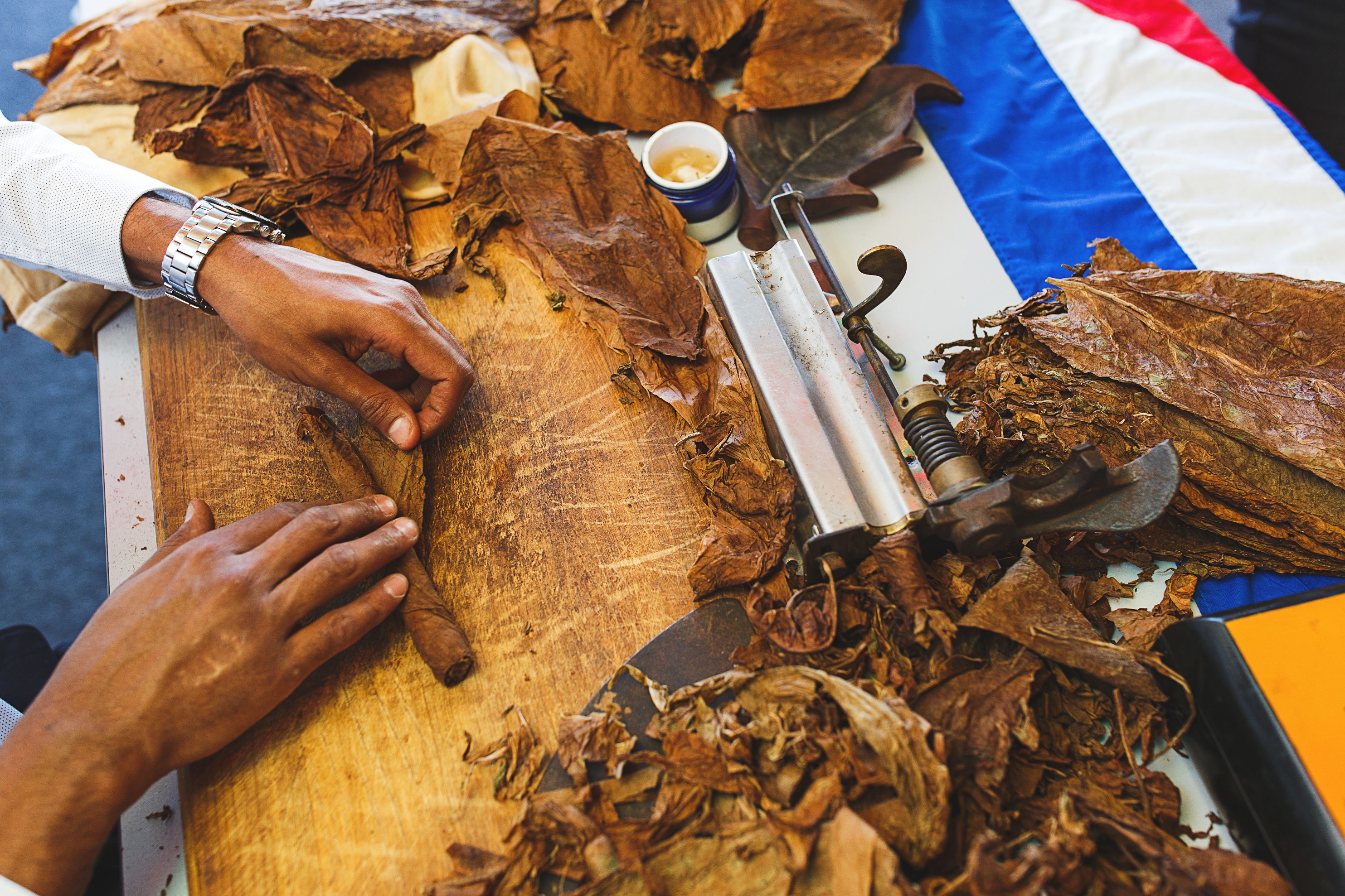 Process of making traditional cigars from tobacco leaves with own hands using a mechanical device and press. Leaves of tobacco for making cigars. Close-up, soft focus and beautiful bokeh.