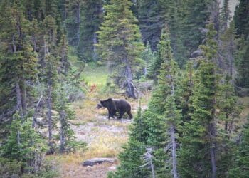 Grizzly bear female walking through the forest in Glacier National Park, USA.