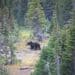 Grizzly bear female walking through the forest in Glacier National Park, USA.