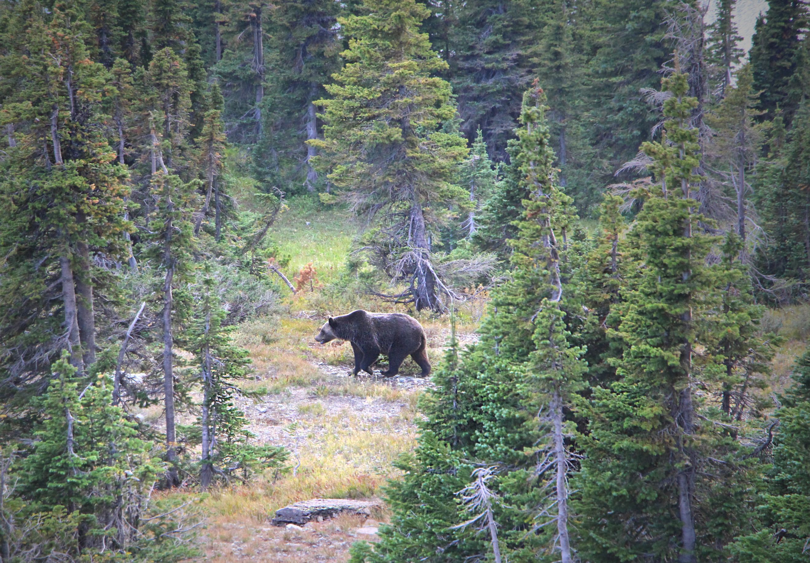 Grizzly bear female walking through the forest in Glacier National Park, USA.