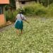 Coca, erythroxylum coca, Cocaine production, Drying leaves at Pilcopata Village, Andes, Peru