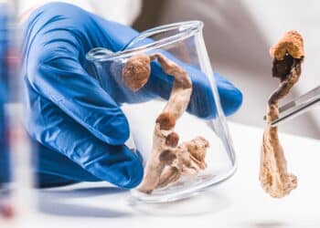 Magic Mushrooms in laboratory. Psilocybin science and research. Person examining fungi.