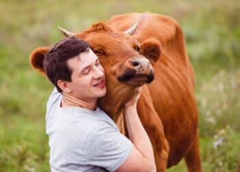Young man hugging cow