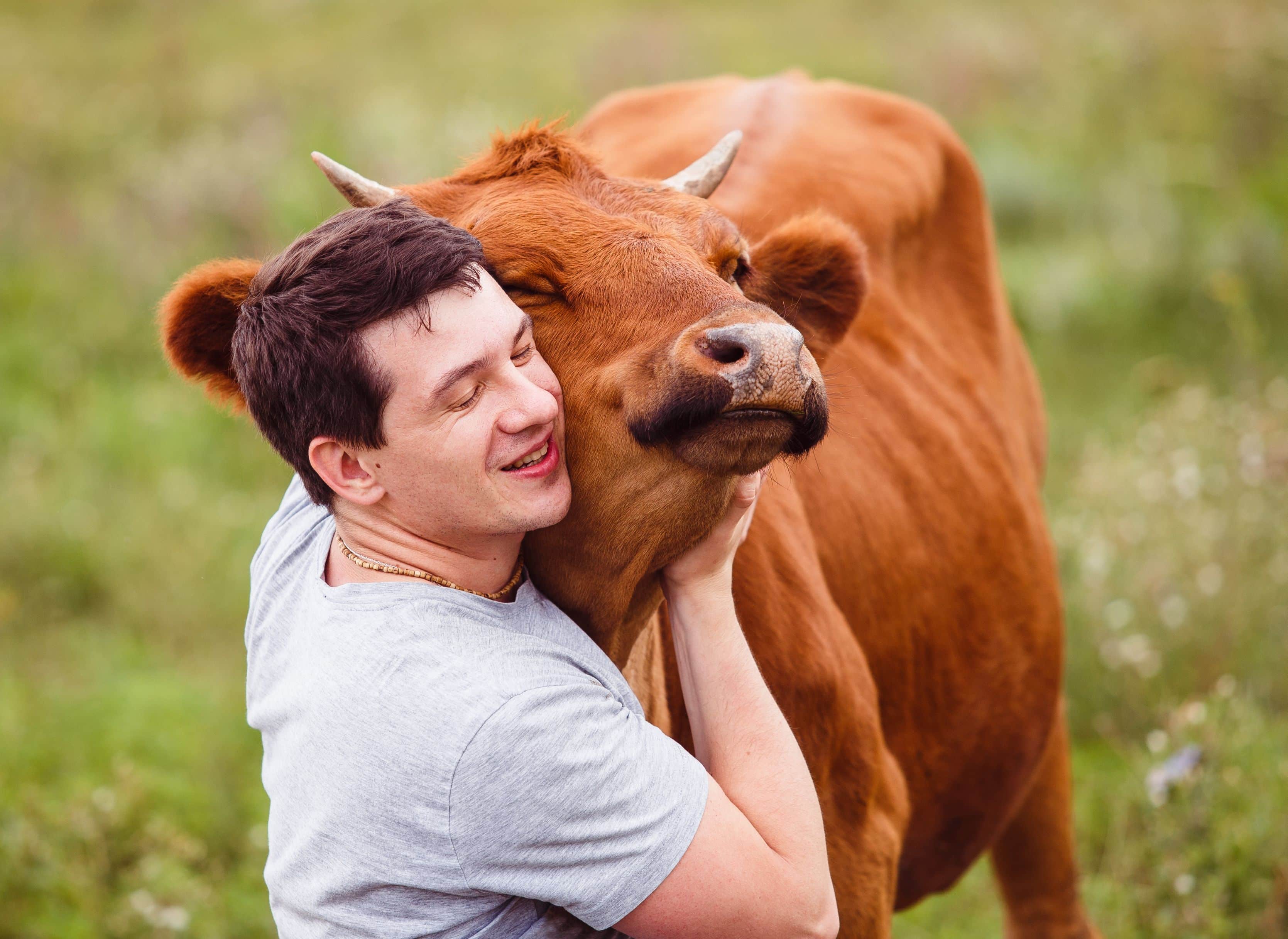 Young man hugging cow
