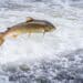 An Atlantic salmon (Salmo salar) jumps out of the water at the Shrewsbury Weir on the River Severn in an attempt to move upstream to spawn. Shropshire, England.