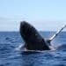 Humpback whale jumping out of the water in New Caledonia.