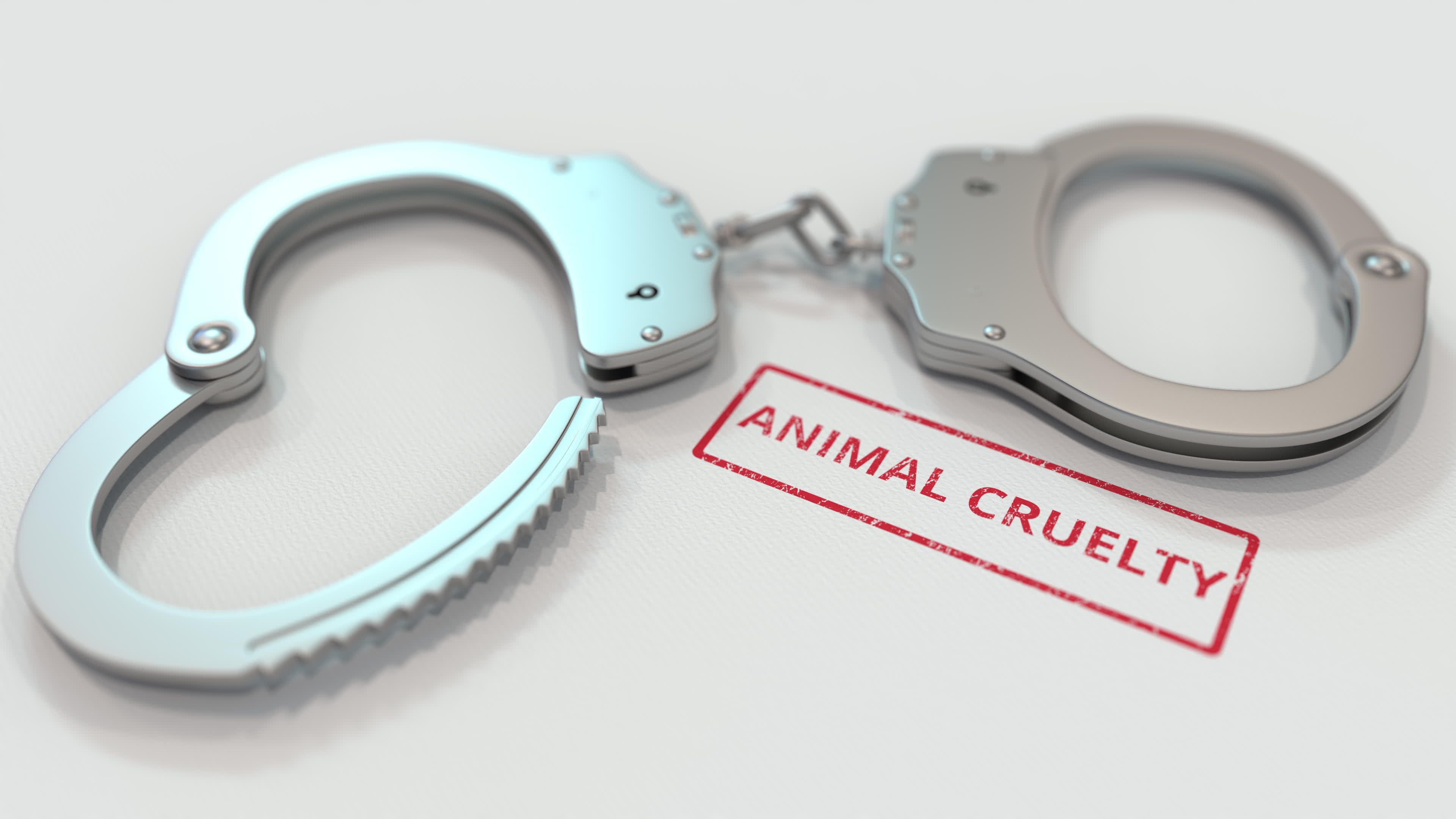 ANIMAL CRUELTY stamp and handcuffs. Crime and punishment related conceptual 3D rendering