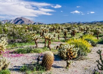 Wildflowers at Anza-Borrego Desert State Park, Southern California.