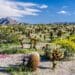 Wildflowers at Anza-Borrego Desert State Park, Southern California.