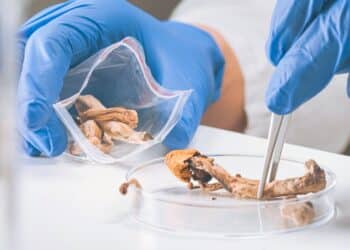 Magic Mushrooms in laboratory. Psilocybin science and research. Person examining fungi.