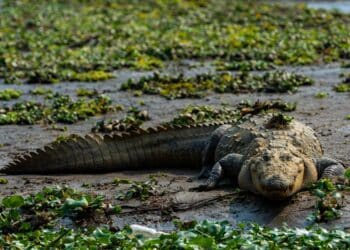 A saltwater crocodile (Crocodylus porosus) in a swamp on a sunny day