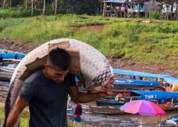 Leticia, Colombia - Dec 10, 2022: The man carrying a huge fish in the from the port on the bank of Amazon river. Name: arapaima, paiche, pirarucu. Border of Brazil. Colombia and Peru. Amazonia