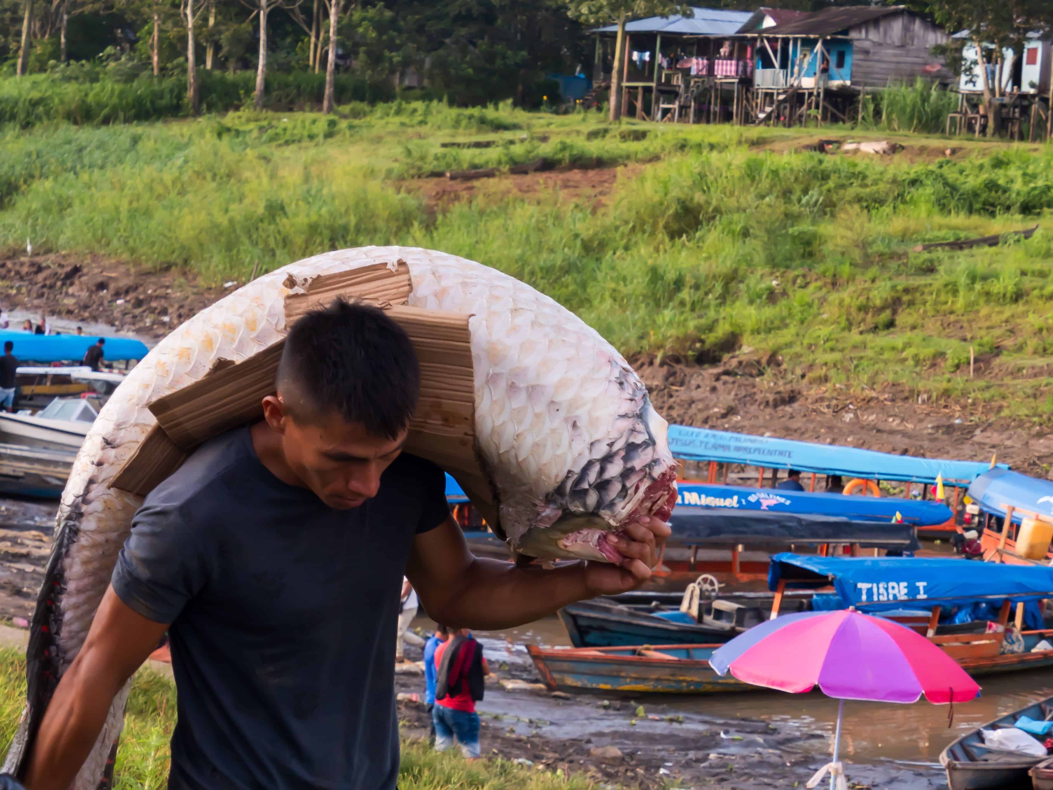 Leticia, Colombia - Dec 10, 2022: The man carrying a huge fish in the from the port on the bank of Amazon river. Name: arapaima, paiche, pirarucu. Border of Brazil. Colombia and Peru. Amazonia