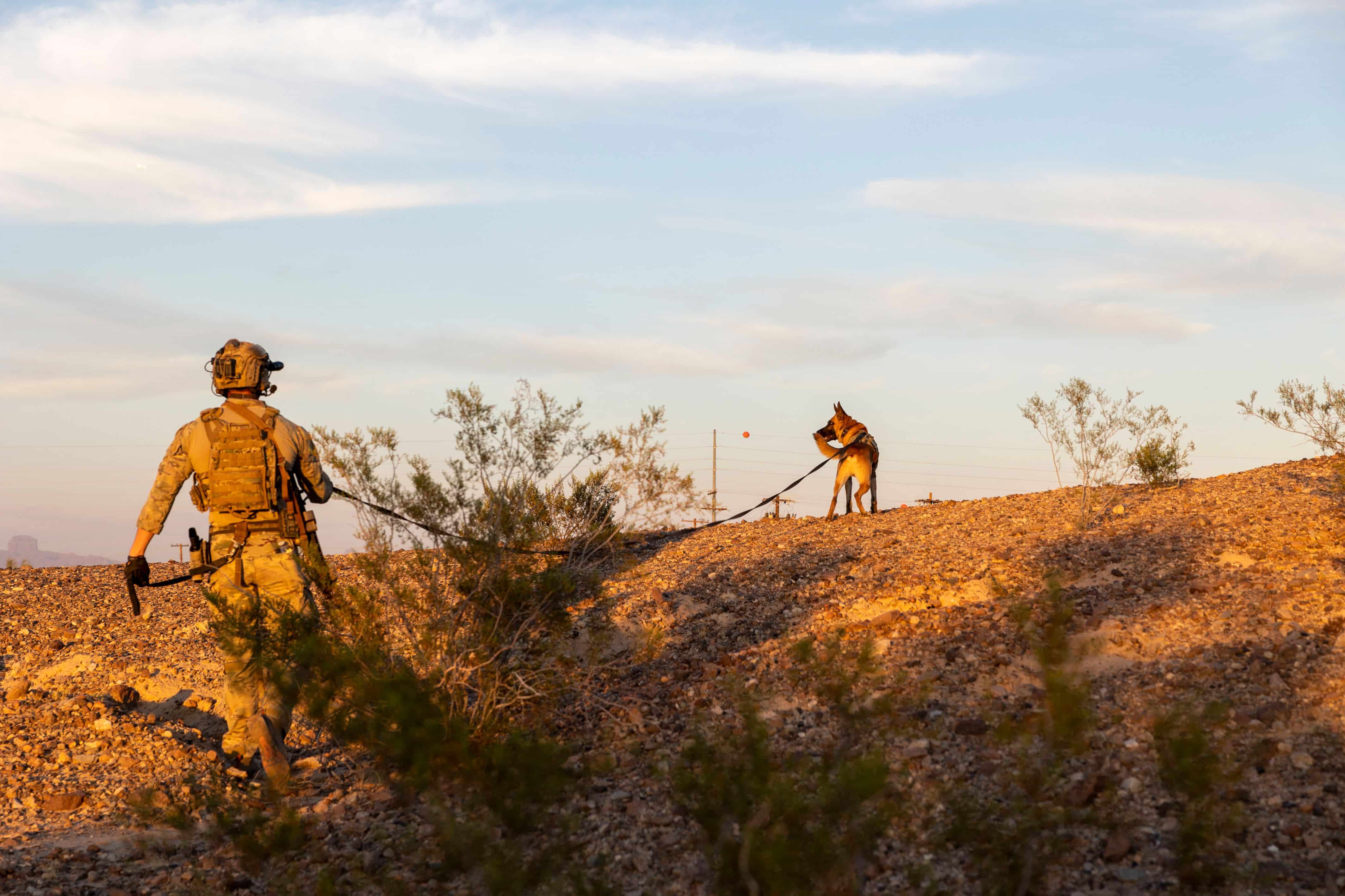 A multi-purpose canine handler with Marine Forces Special Operations Command and his MPC conduct a tracking movement during a special operations capability specialist training course, Oct. 9, 2023. The desert portion of the training is the end of a five- month long pipeline for new SOCS and is used as a refresher course for seasoned MPC handlers. (U.S. Marine Corps photo by Cpl. Henry Rodriguez)