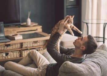 Owner playing with cat while relaxing on modern couch in living room interior. Young man resting with pet in soft chair at home.