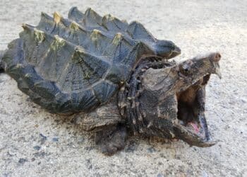Alligator snapping turtle on the road