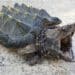 Alligator snapping turtle on the road