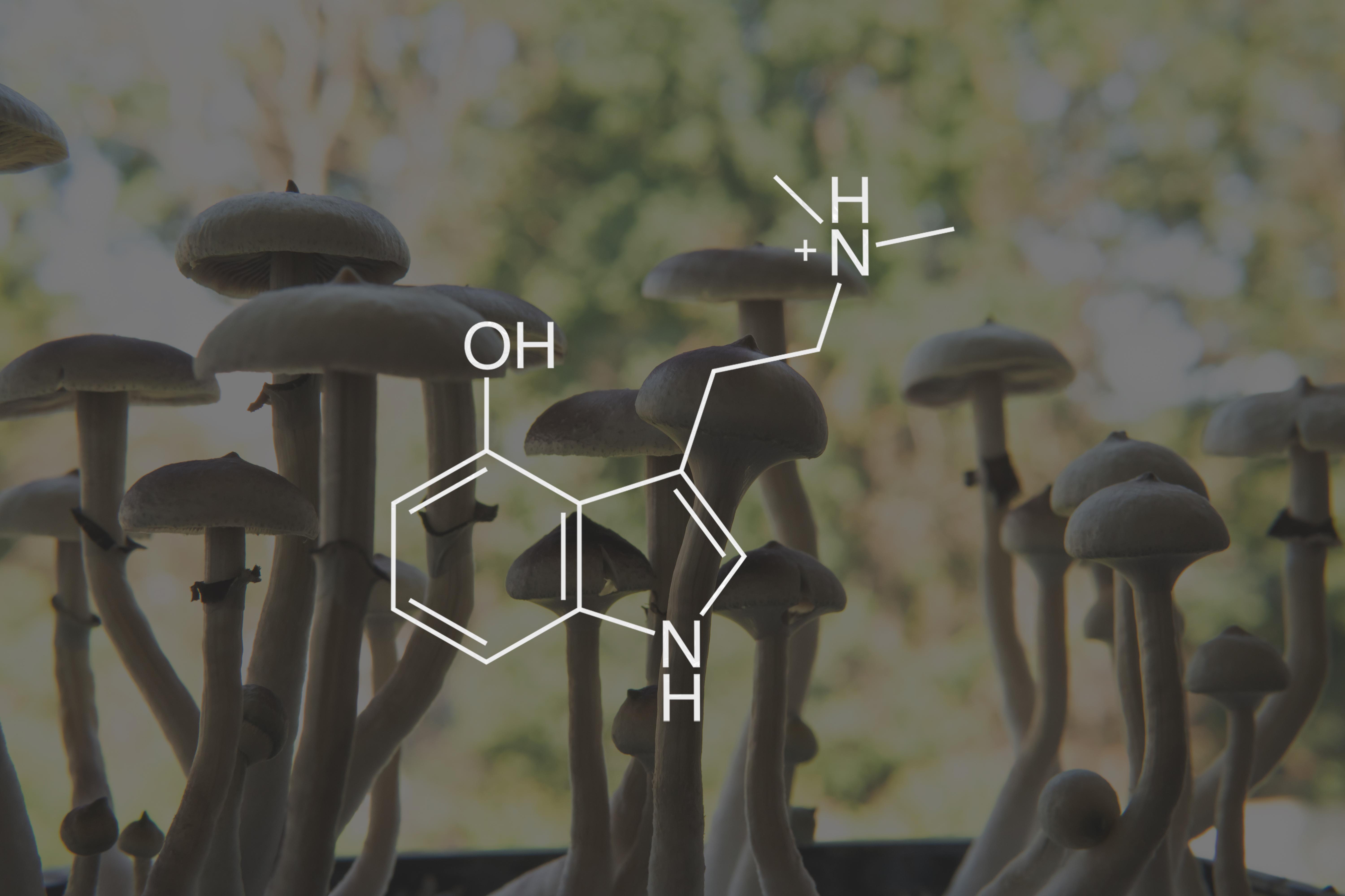 psilocin mushrooms formula. Recreational use of psilocybin mushrooms. Psychoactive natural drug. Medical psilocin on the health of Mental health . Legalization Medical psychedelic.