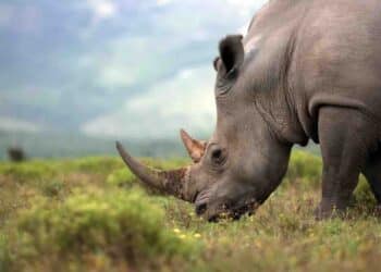 South African Researchers Inject Radioactive Material into Rhino Horns to Deter Poaching