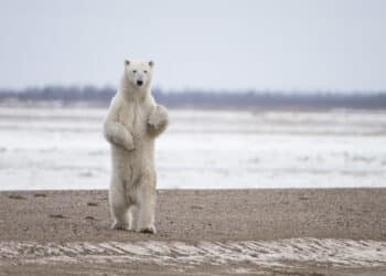 Canadian Worker Fatally Attacked by Polar Bears at Isolated Arctic Radar Station