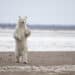 Canadian Worker Fatally Attacked by Polar Bears at Isolated Arctic Radar Station