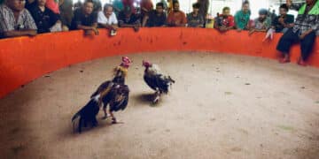 Twelve Killed in Ecuador Cockfighting Ring Attack