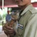 Record-Breaking Rat Clears Over 100 Landmines in Cambodia