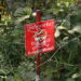 Thailand Accuses Cambodia of Planting New Landmines Along Border