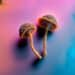 Service Members to Be Tested for Hallucinogenic Psilocin Found in ‘Magic Mushrooms’