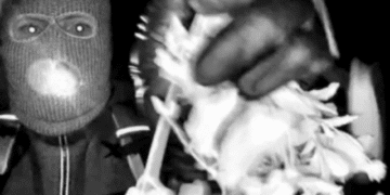 FBI Obtains Footage from Disabled Nest Camera in Nancy Guthrie Investigation